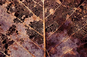 Dead leaf